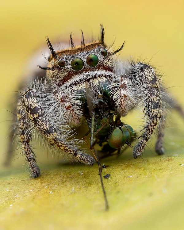 Comment « Spider-Man: Web of Shadows » pourrait-il capturer l'essence du super-héros avec de nouvelles mécaniques de déplacement et de combat ?